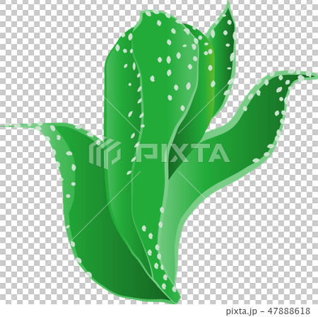 アイスプラント 47888618