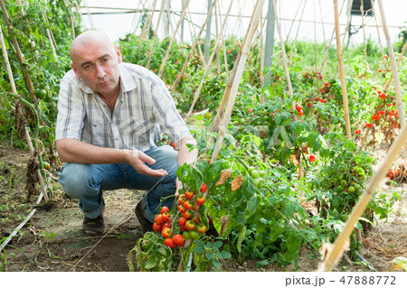 Professional gardener working with tomatoes in sunny greenhouse 47888772