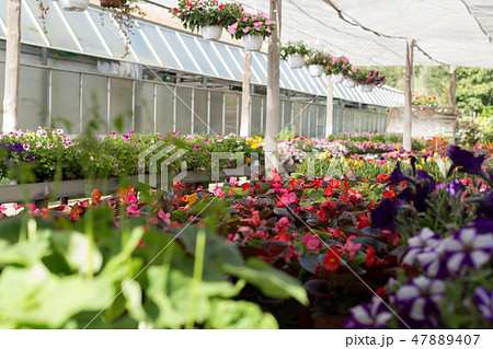 Flowering plants in hothouse 47889407