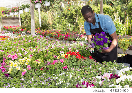 Florist man working in greenhouse 47889409