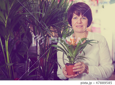 Customer choosing bromelia Customer choosing bromelia 47889585