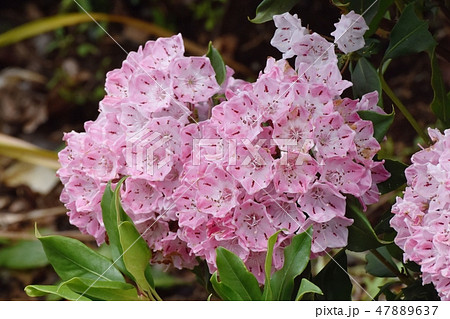 三鷹中原に咲くカルミア（アメリカシャクナゲ） 47889637