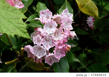 三鷹中原に咲くカルミア（アメリカシャクナゲ） 47889639