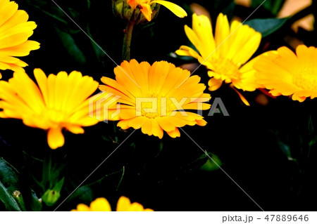 三鷹中原に咲くオレンジのキンセンカ 47889646