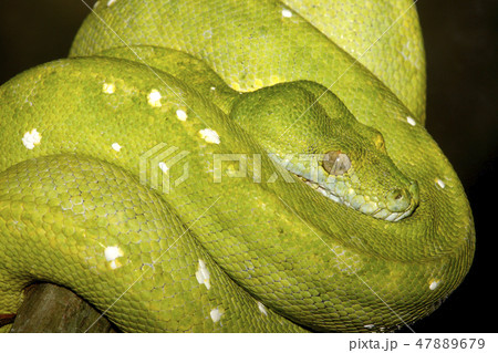Green Tree Snake 47889679