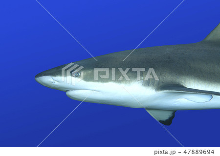 Reef Shark 47889694