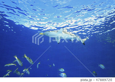 Blacktip Reef Shark 47889720