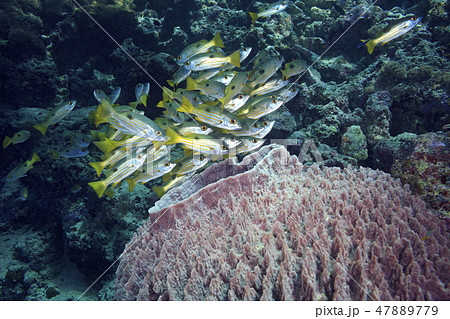 Fish with Barrel Sponge 47889779