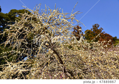 龍尾神社の梅 47889867