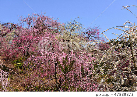 龍尾神社の梅 47889873