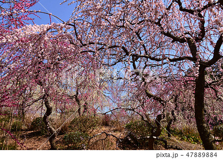 龍尾神社の梅 47889884