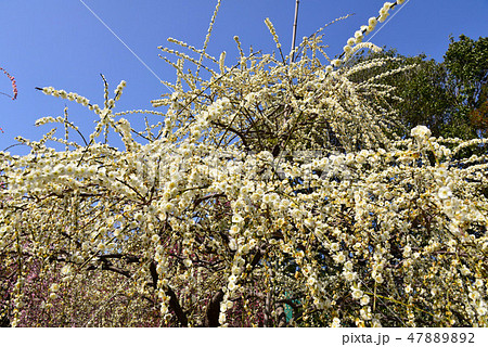 龍尾神社の梅 47889892