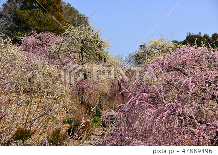 龍尾神社の梅 47889896
