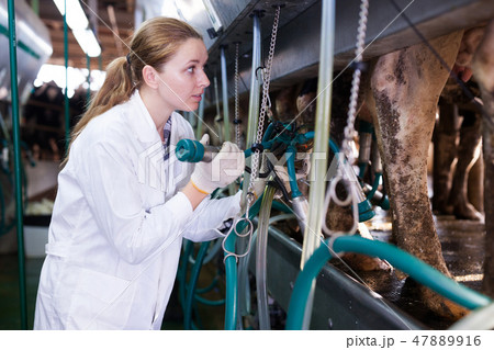 Woman working at milking line Woman working at milking line 47889916