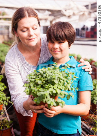 Little boy with mother working with peppermint seedlings in greenhouse Little boy with mother working with peppermint seedlings in greenhouse 47890386