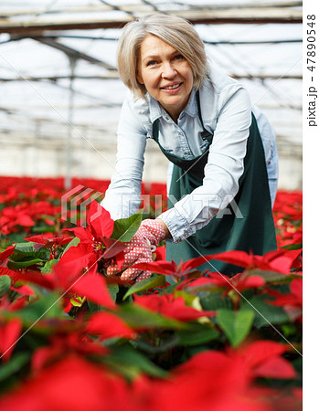 Female arranging poinsettia plants in glasshouse 47890548