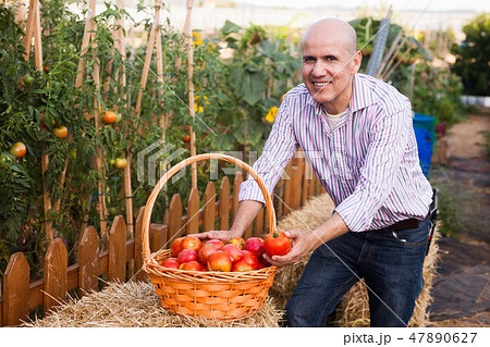 Gardener with tomatoes harvest 47890627