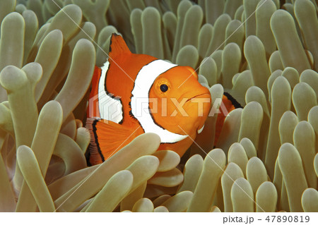 Clownfish 47890819