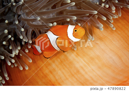 Clownfish Clownfish 47890822