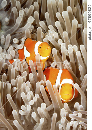 Two Clownfish 47890829