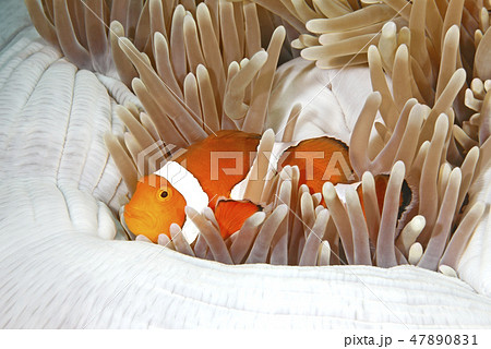 Clownfish 47890831