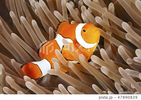Clownfish Clownfish 47890839