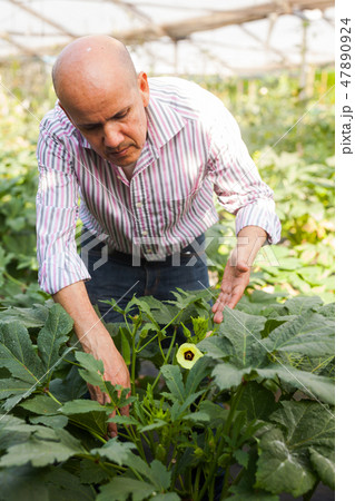 Gardener checking okra plants 47890924