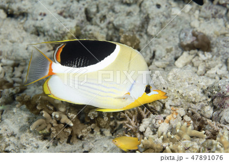 Saddled Butterflyfish 47891076