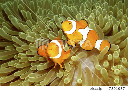 Two Clown Anemonefishes Two Clown Anemonefishes 47891087
