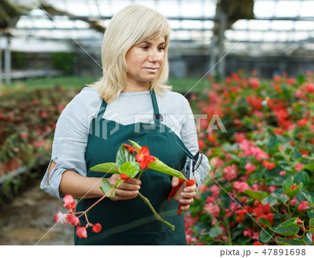 Female florist in apron with scissors working with red begonia in hothouse Female florist in apron with scissors working with red begonia in hothouse 47891698
