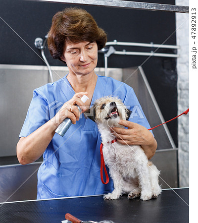 Female grooming puppy with preparations 47892913