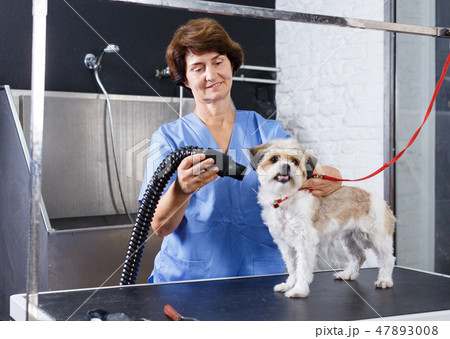 Groomer drying puppy Groomer drying puppy 47893008