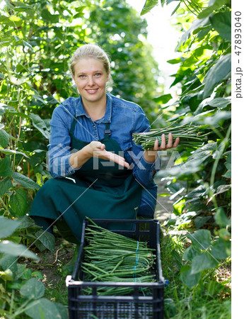 Female horticulturist picking harvest of habichuela to crate in hothouse 47893040