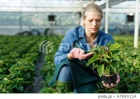 Gardener working with Poinsettia Gardener working with Poinsettia 47893114