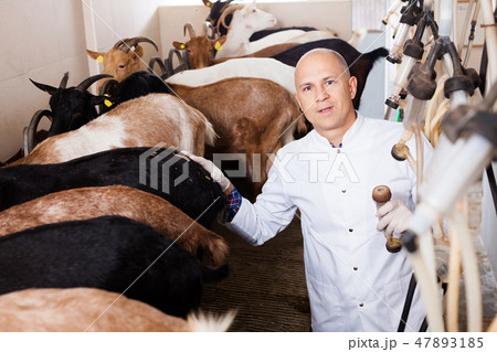 Man milking goats on farm 47893185