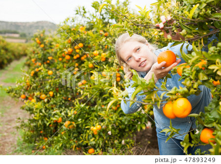 Portrait of smiling woman harvesting tangerines Portrait of smiling woman harvesting tangerines 47893249