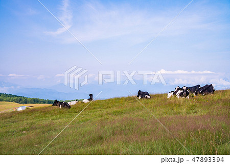 【長野県】夏の高ボッチ高原の牧場 47893394