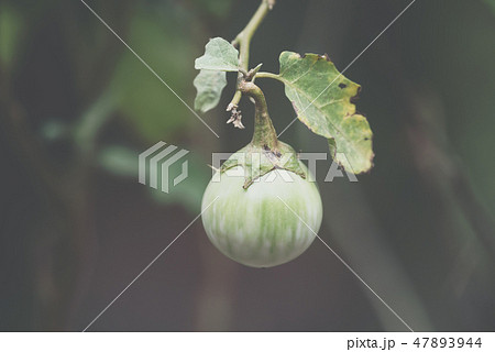 Thai Eggplant (Green Brinjal, Kantakari) Thai food 47893944
