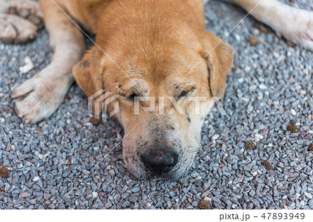 Thai brown stray dog sleeping with lonely and miss Thai brown stray dog sleeping with lonely and miss 47893949