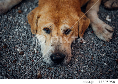 Thai brown stray dog sleeping with lonely and miss 47893950