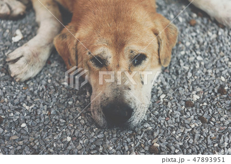 Thai brown stray dog sleeping with lonely and miss Thai brown stray dog sleeping with lonely and miss 47893951
