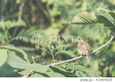 Bird (Streak-eared bulbul) on tree in nature wild Bird (Streak-eared bulbul) on tree in nature wild 47894020