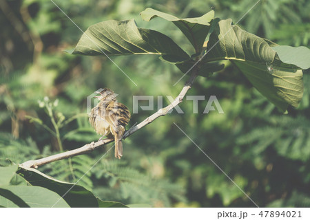 Bird (Streak-eared bulbul) on tree in nature wild Bird (Streak-eared bulbul) on tree in nature wild 47894021
