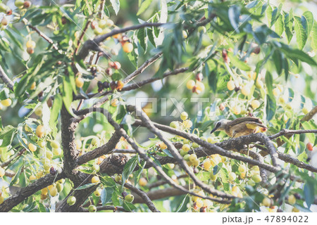 Bird (Yellow-vented Bulbul) on tree in nature wild Bird (Yellow-vented Bulbul) on tree in nature wild 47894022