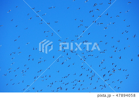 青空の中を飛翔する鳩の群れ 青空の中を飛翔する鳩の群れ 47894058