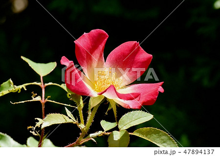三鷹中原に咲く一重のバラ カクテル 47894137