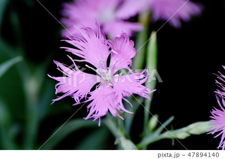 三鷹中原に咲くピンクのナデシコ 47894140