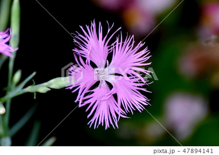 三鷹中原に咲くピンクのナデシコ 47894141