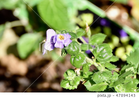 三鷹中原に咲く薄紫色のステラスコピア 三鷹中原に咲く薄紫色のステラスコピア 47894143