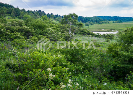 【長野県】霧ヶ峰・八島湿原 【長野県】霧ヶ峰・八島湿原 47894303
